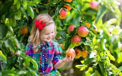 Check Out These Pick-Your-Own Orchards in the Philadelphia Suburbs