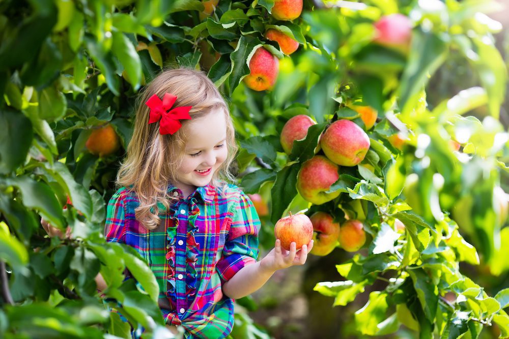 Adobestock 92034833 Best Pick Your Own Orchards, Apples in the Philadelphia Suburbs