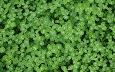 Out & About in the ‘burbs This Weekend:St Patrick’s Day Edition!