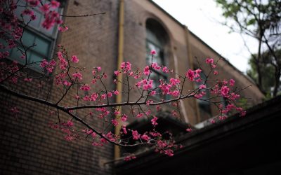 3 Surprising Ways to Get to Know a Suburb