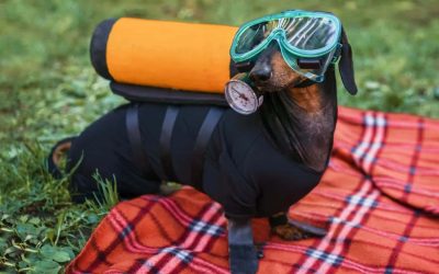 This Weekend, it’s Better in the Boston ‘burbs…