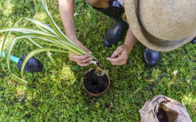 Go Green in These 5 Sustainable Chicago Suburbs