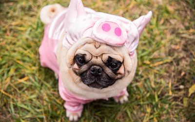 Head to the Chicago Suburbs This Weekend!