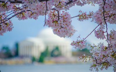 Love Cherry Blossoms? These D.C. Suburbs Bring the Magic to Your Backyard