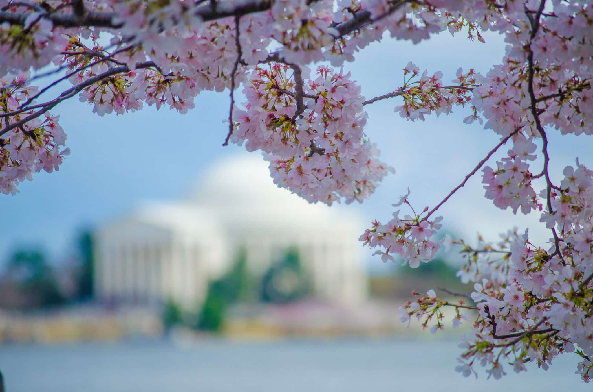 Cherry Blossoms in Washington, DC Cherry Blossoms in Washington, DC