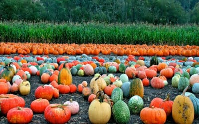 Family-Friendly Outdoor Adventures to Enjoy This Fall in the San Francisco Bay Area