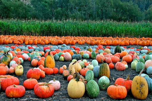 Colorful pumpkins & gourds of all shapes & sizes are displayed in field, Half Moon Bay, CA. Colorful pumpkins & gourds of all shapes & sizes are displayed in field, Half Moon Bay, CA.